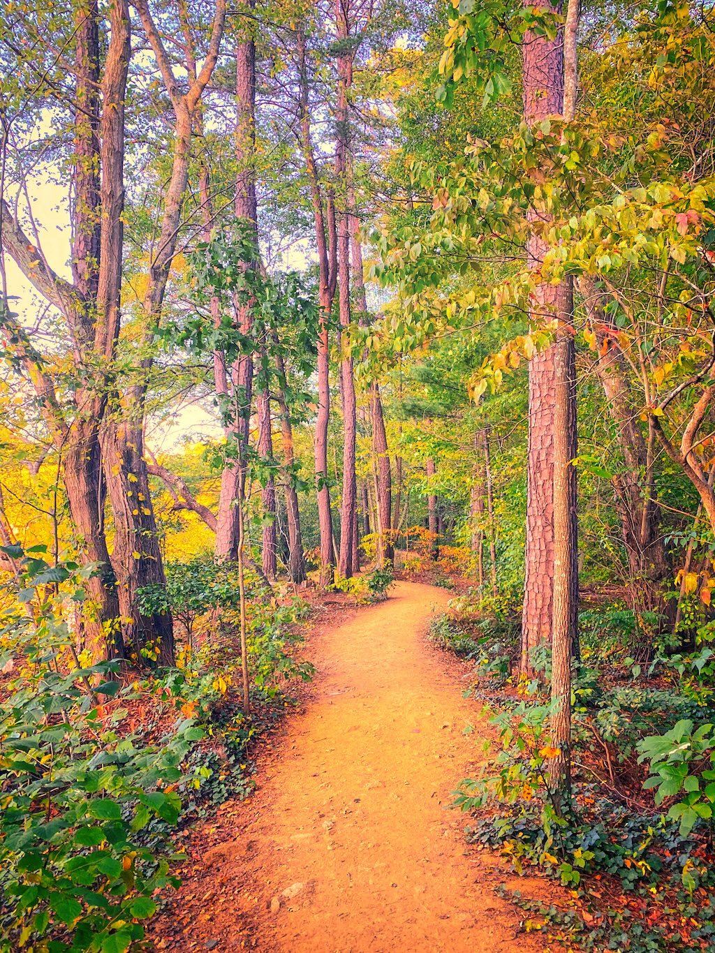 A woodland path in soft autumn light